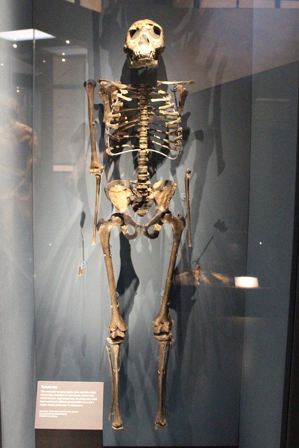 The skeleton of a homo erectus 