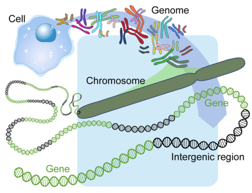 The human genome contains sections of DNA that do not code for proteins, these are called intergenic regions.