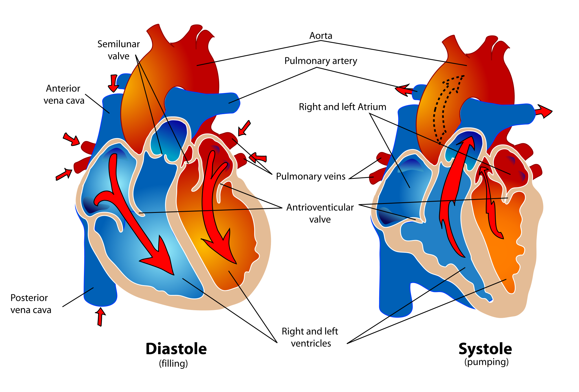 14.3.8 Systole and Diastole