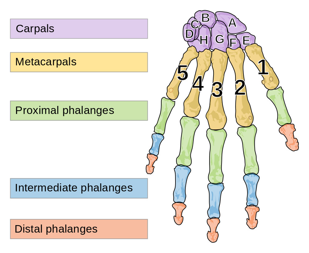 11.3.11 Bones of the hand