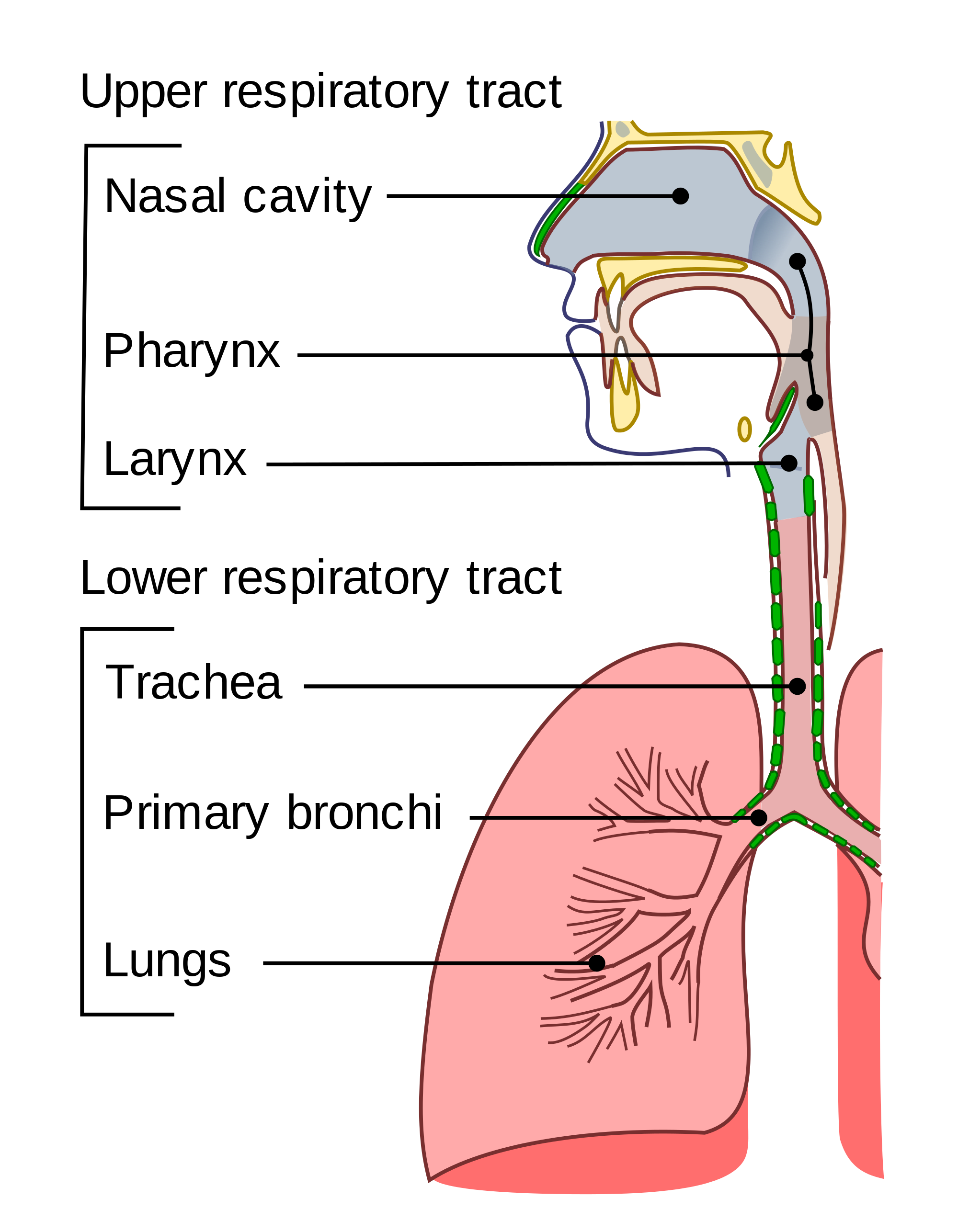 13.2.2 Respiratory Tract