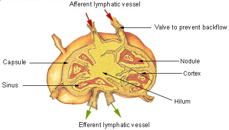 17.3.8 Lymph Node