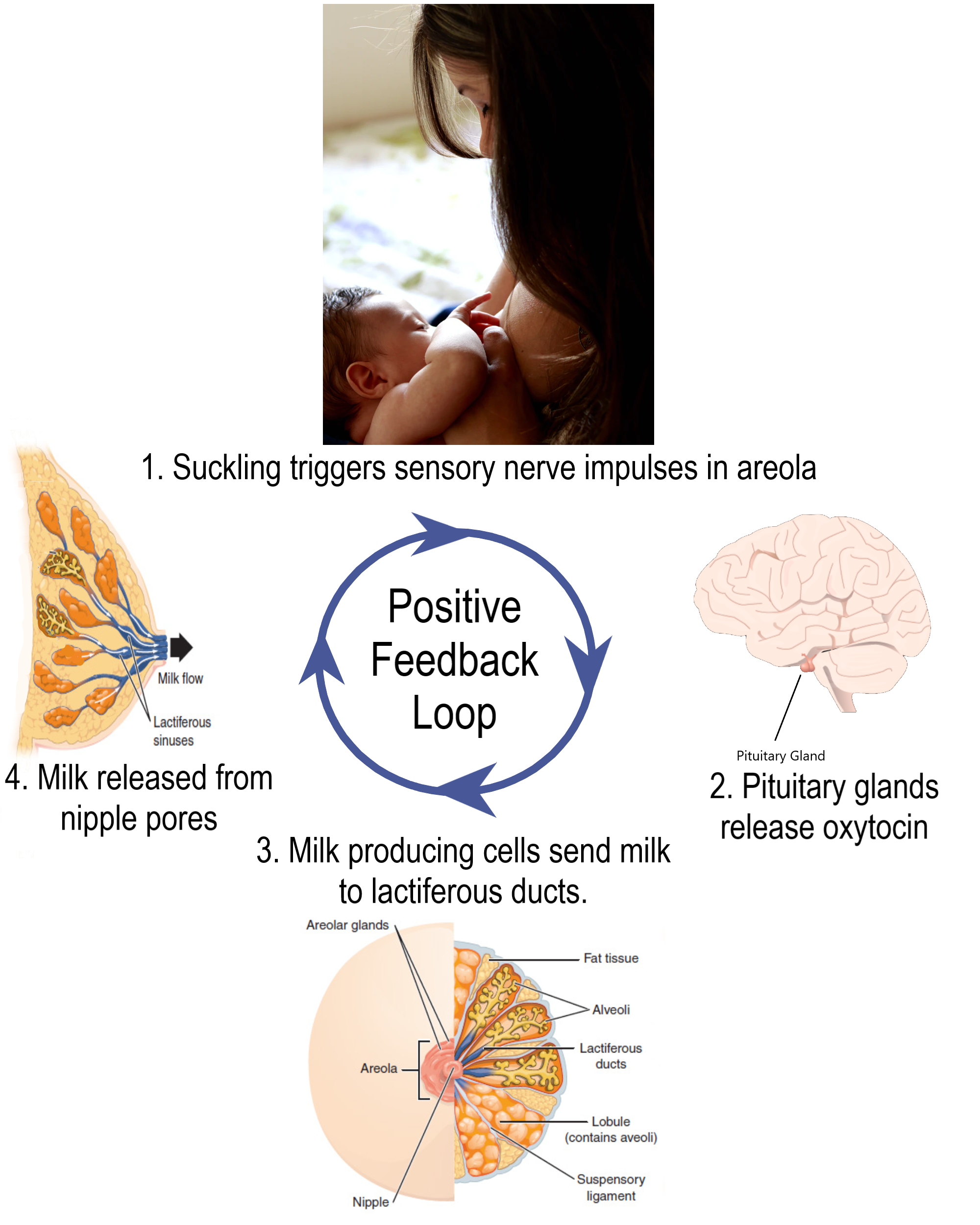 Lactation Positive Feedback Loop