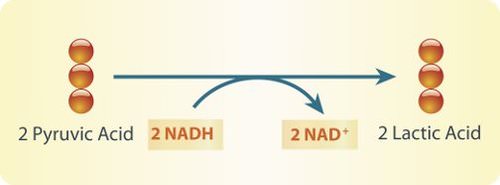 Image shows a diagram of the formula of lactic acid fermentation, in which pyruvic acid is converted into lactic acid.