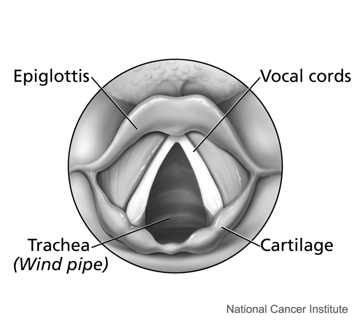 13.2.4 Larynx top view