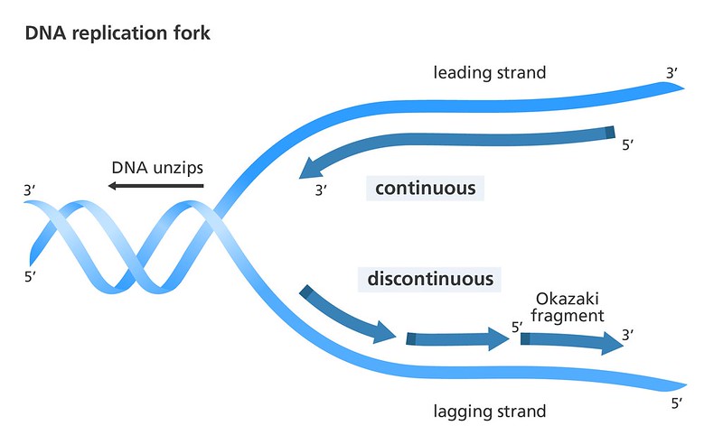 Image shows a diagram of DNADNA polymerase can only synthesize new DNA in one direction on the template strand. This results in one set of DNA being replicated in one long strand (the leading strand) and one replicated in small chunks called Okazaki fragments (the lagging strand).