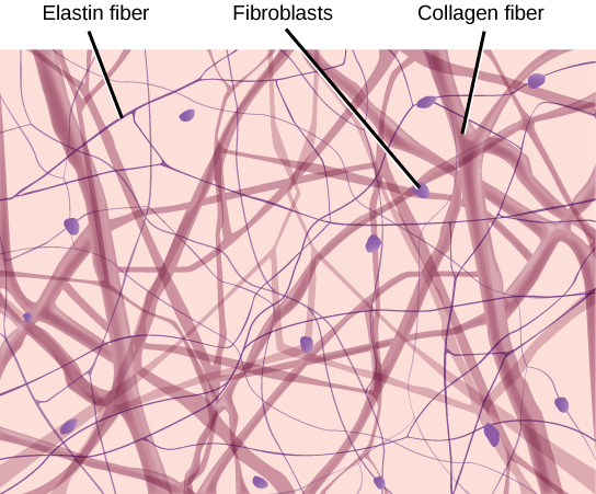 Loose Fibrous Connective Tissue