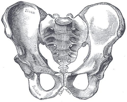 11.2 Male Pelvis