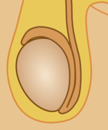 18.5.4 Epididymis