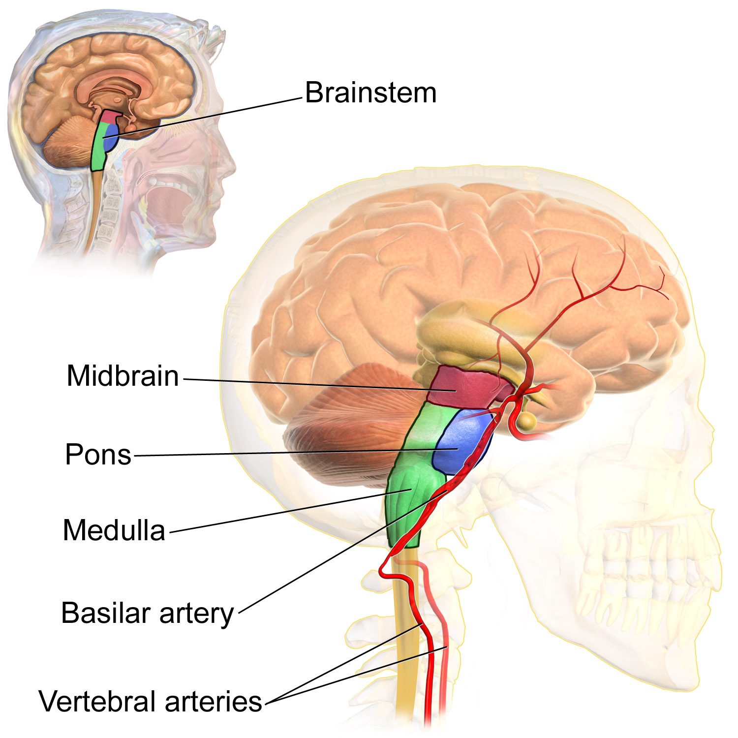 Midbrain