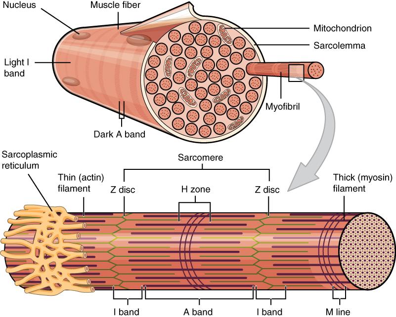 11.3 Sarcomere