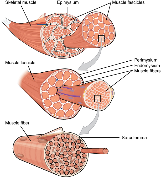 11.3.5 Muscle Fibers Structure