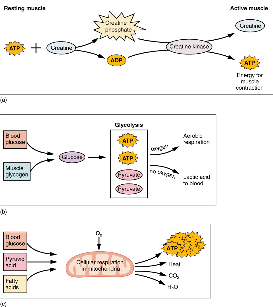 12.4 Muscle Metabolism