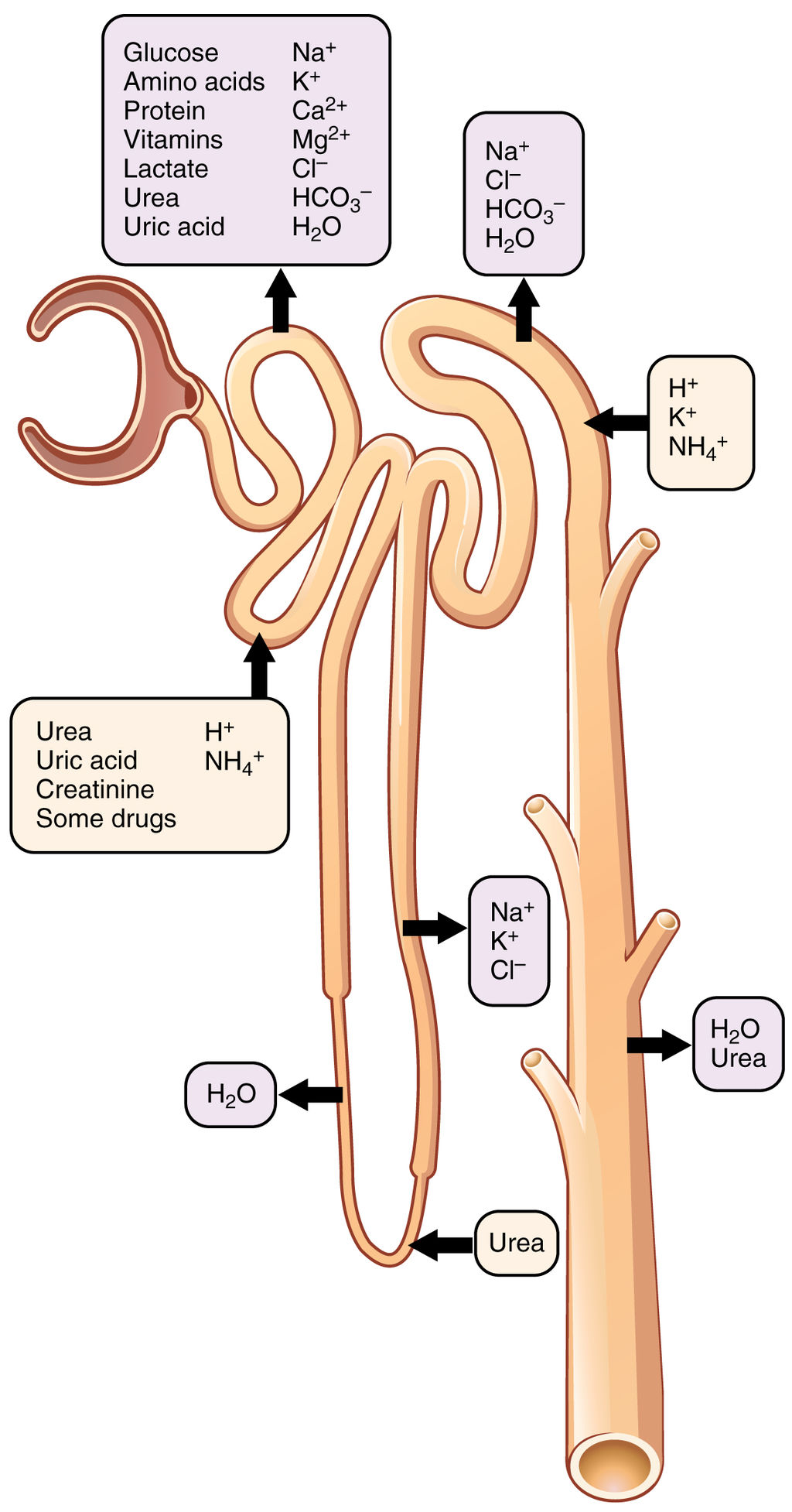 16.4.7 Nephron Secretion and Reabsorption