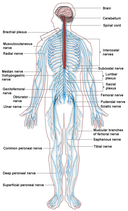 Peripheral Nervous System