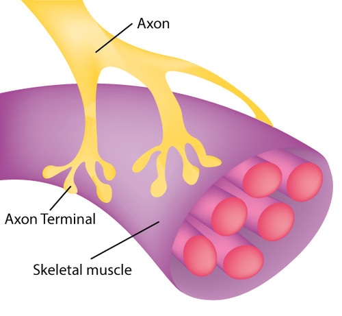 Neuromuscular Junction