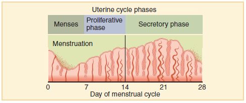 18.8.4 Uterine cycle