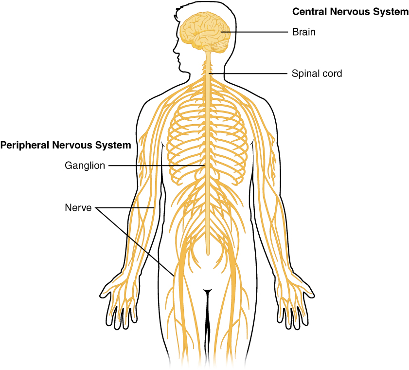 Central and Peripheral Nervous System