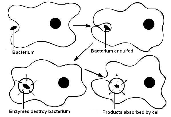 17.2.2 Phagocytosis