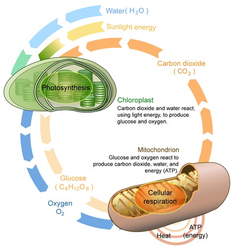 Image shows a diagram of photosynthesis taking place in chloroplasts and converting carbon dioxide and water into glucose and oxygen. The image also shows how the products of photosynthesis can be transferred into the mitochondria to undergo cellular respiration, converting them back into carbon dioxide and water, and in doing so, releasing the stored energy in the glucose molecule.