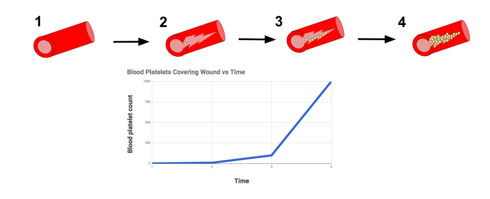 Positive Feedback Loops Blood Clotting