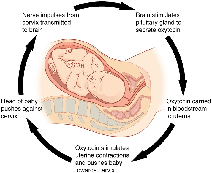 Positive feedback childbirth