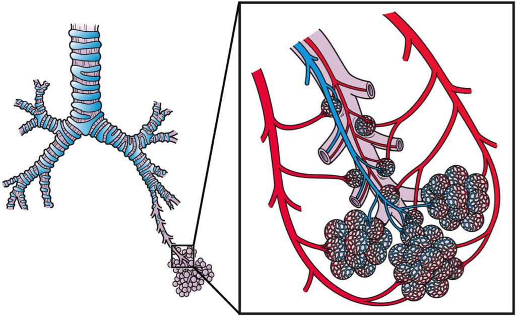 14.2.7 Pulmonary Circulation at the Alveoli