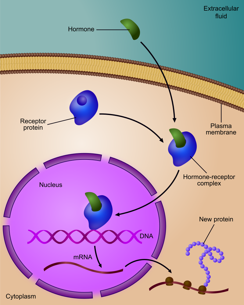 Steroid Hormone regulates gene expression