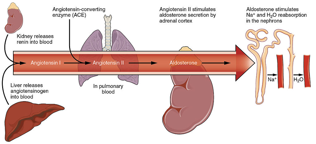 16.4.9 Regulation of Blood Pressure