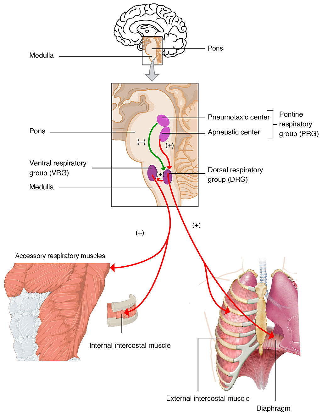 13.3.4 Nervous Control of Respiration