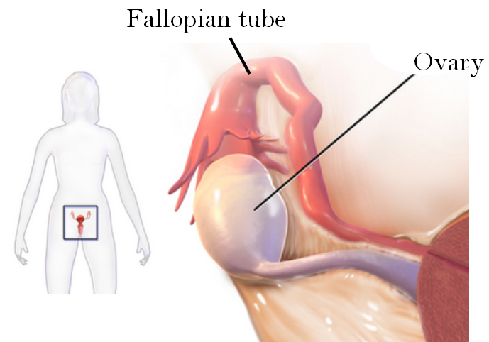 18.6.4 Placement of the Ovaries
