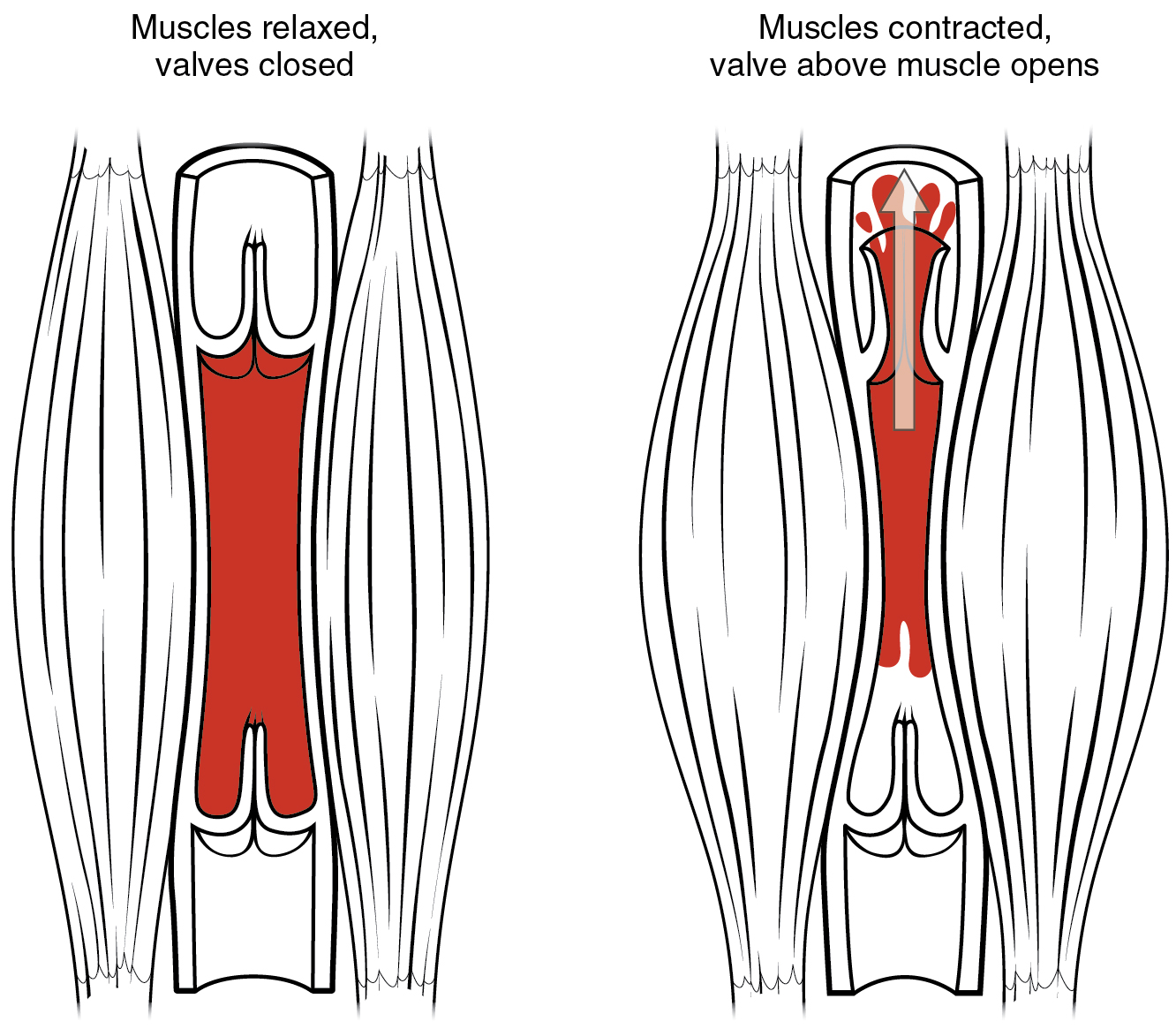 14.4.3 Venous Valves