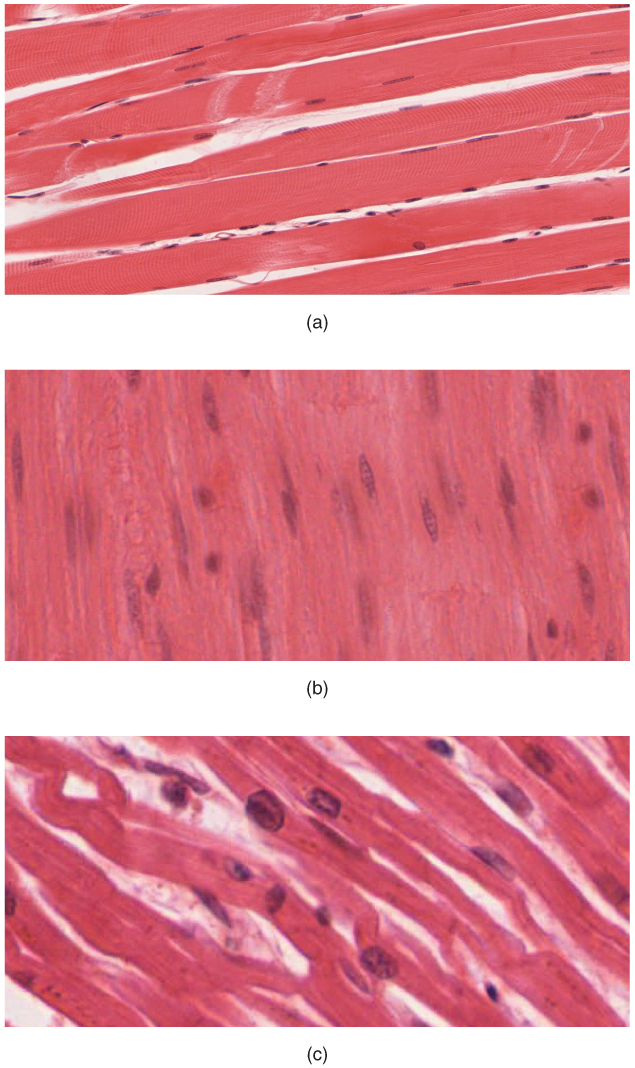 12.3 Three muscle tissue types: skeletal mjuscle, smooth muscle and cardiac muscle.