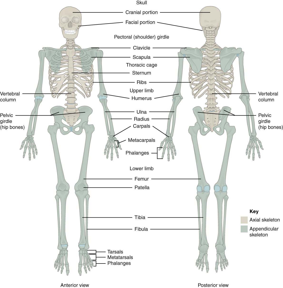 11.2.2 Skeleton