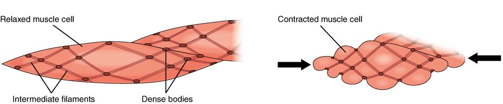 11.3.7 Smooth Muscle Contraction