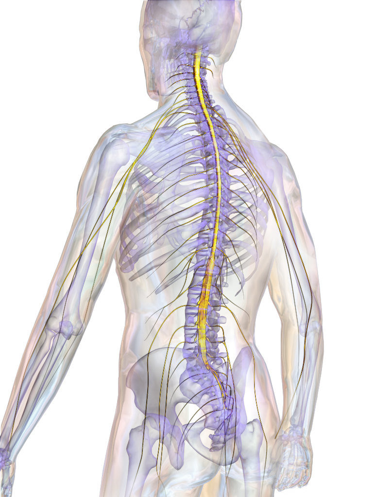 Spinal Cord