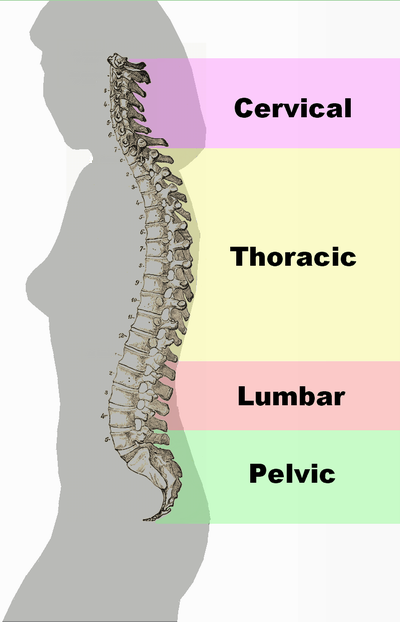 11.3.5 Vertebral Column