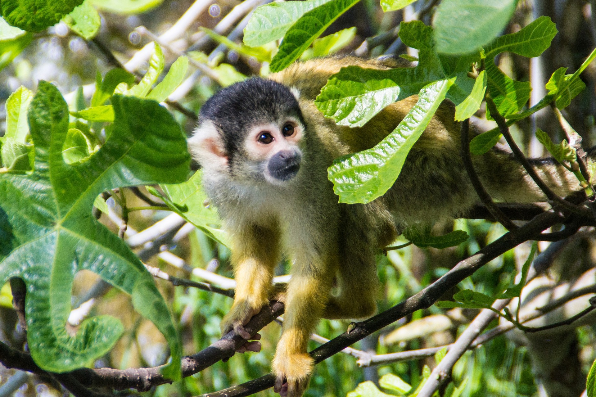 Image shows a small monkey perched in the branches of a tree. The monkey has yellow fur on his lower arms, and a dark grey head and snout. His chest, ears and eye area have whitish fur. 