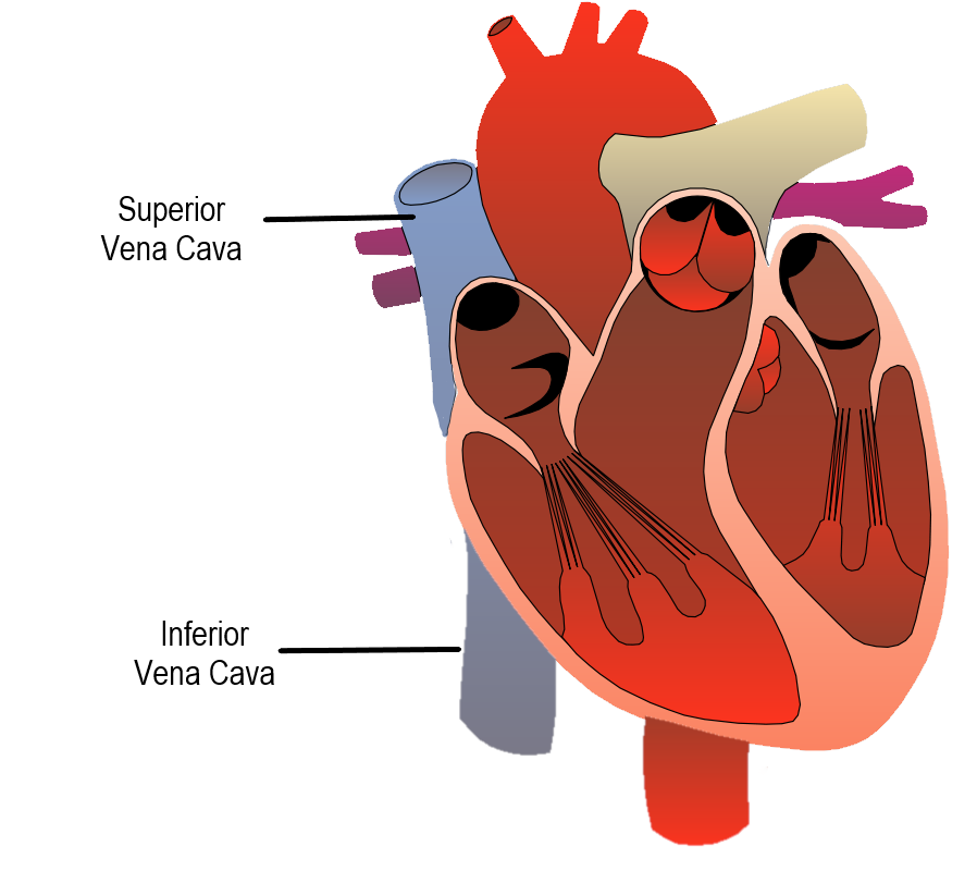 14.4.5 Superior and Inferior Vena Cava