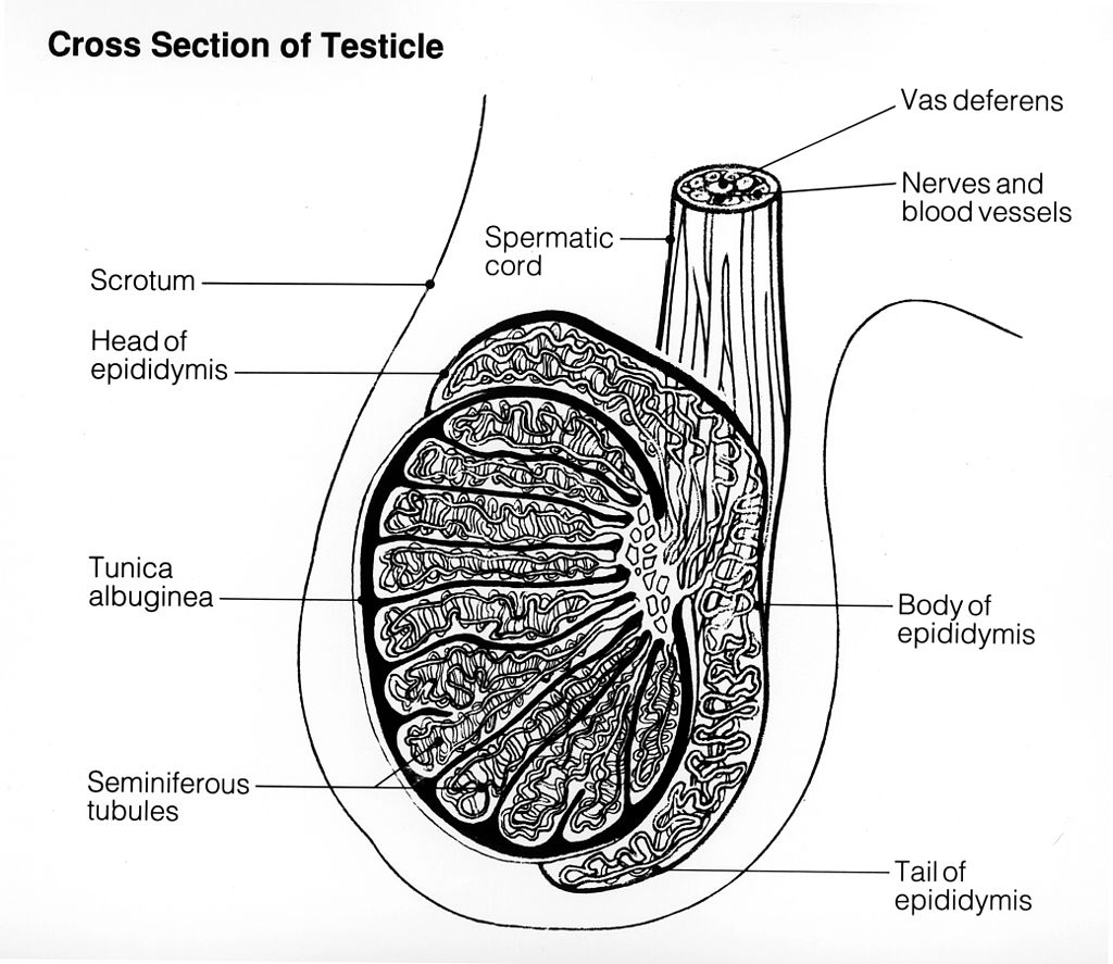 18.3.3 Testicle