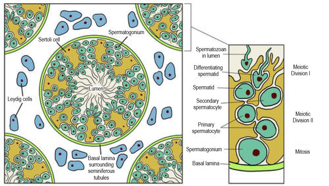 18.4.4 Testis Structure