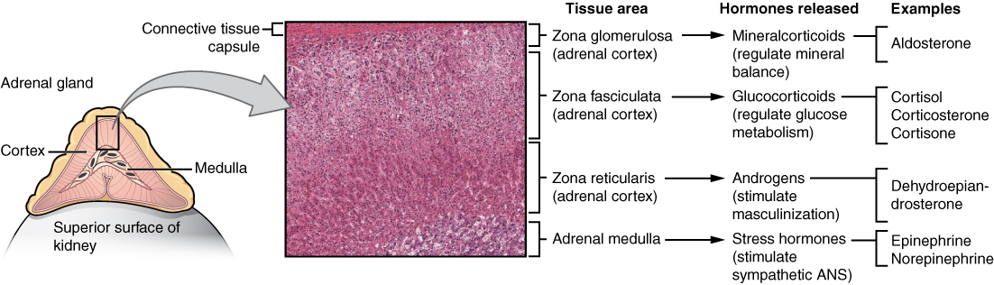 The adrenal gland hormones