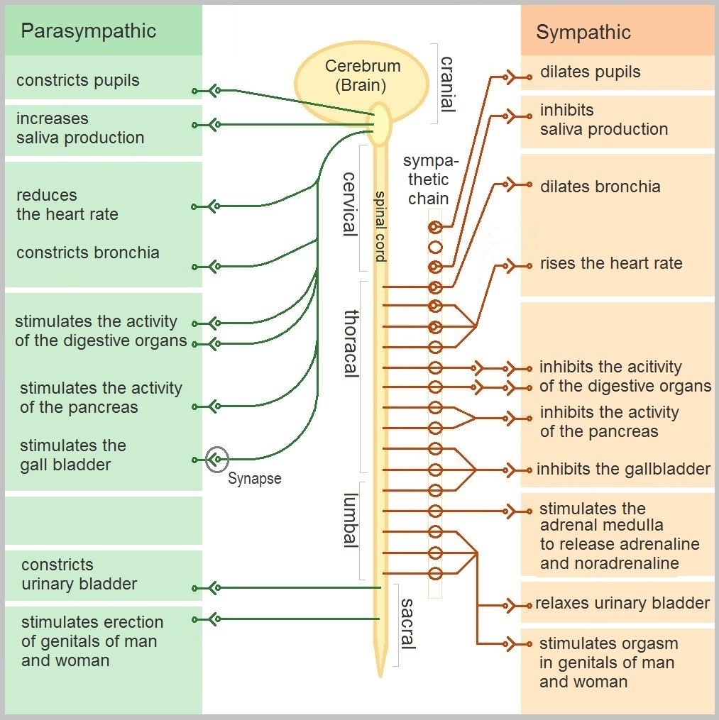 The autonomic nervous system