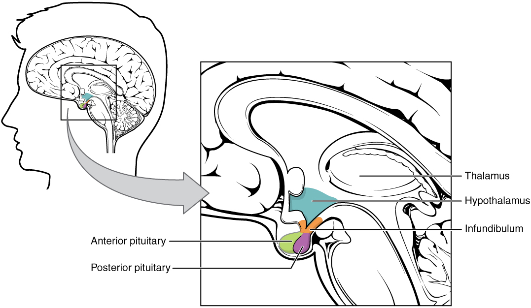 Hypothalamus and Pituitary Gland