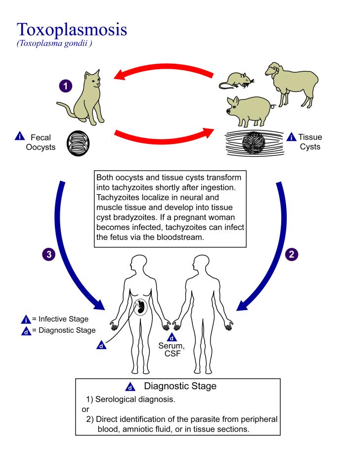 Toxoplasmosis Life Cycle