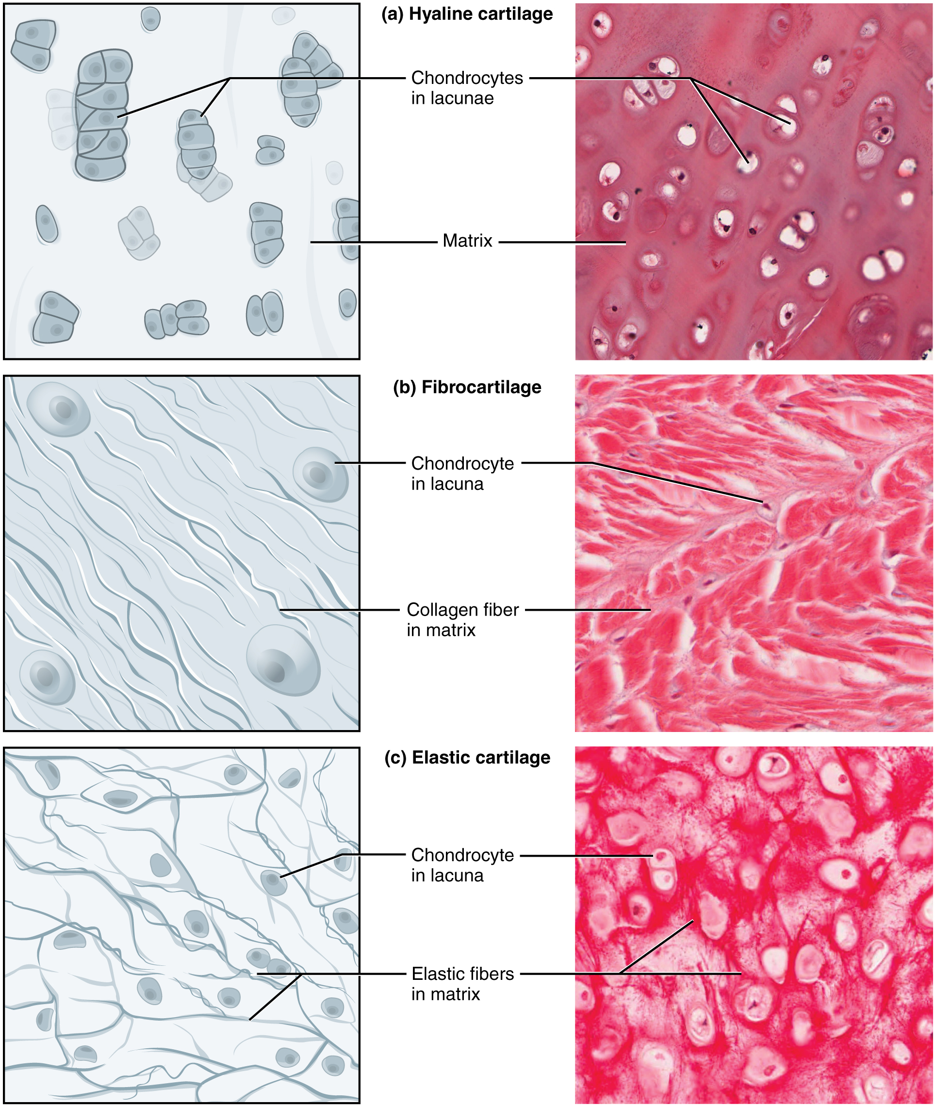 Types of Connective Tissue