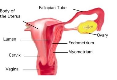 18.6.3 Layers of the Uterus