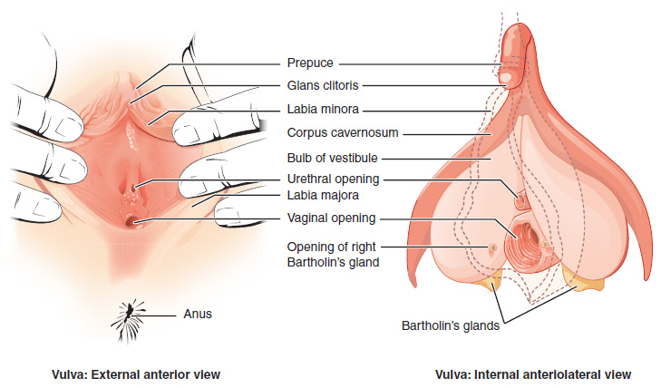 18.6.6 Clitoris