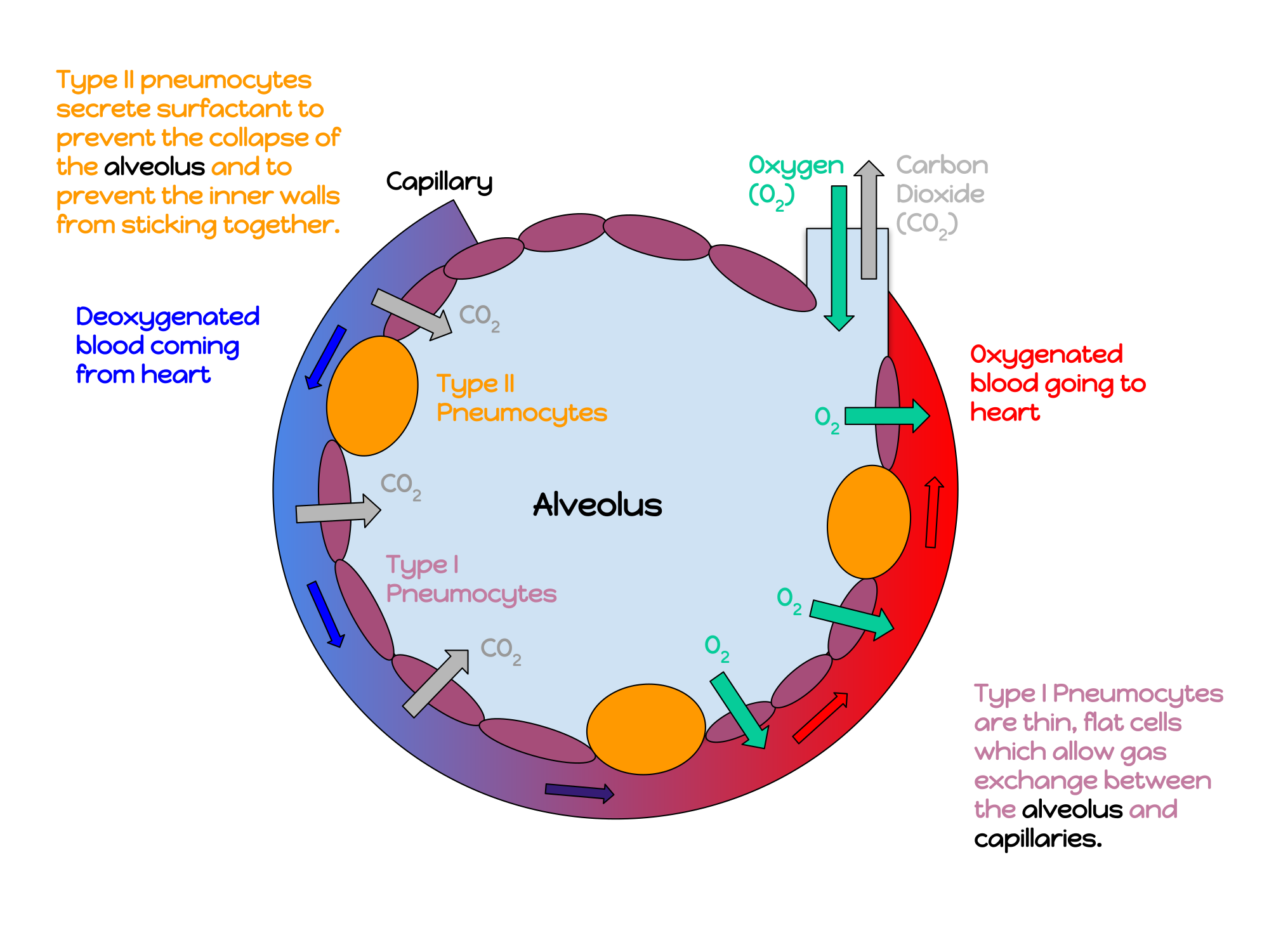 13.2.8 Alveolus