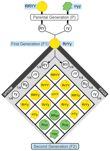 This chart represents Mendel's second set of experiments. It shows the outcome of a cross between plants that differ in seed color (yellow or green) and seed form (shown here with a smooth round appearance or wrinkled appearance). The letters R, r, Y, and y represent genes for the characteristics Mendel was studying. Mendel didn’t know about genes, however, because genes would not be discovered until several decades later. This experiment demonstrates that, in the F2 generation, nine out of 16 were round yellow seeds, three out of 16 were wrinkled yellow seeds, three out of 16 were round green seeds, and one out of 16 was wrinkled green seeds.